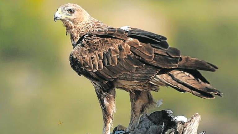 $!Un ejemplar de águila ‘cuabarrada’. Foto: Getty Images