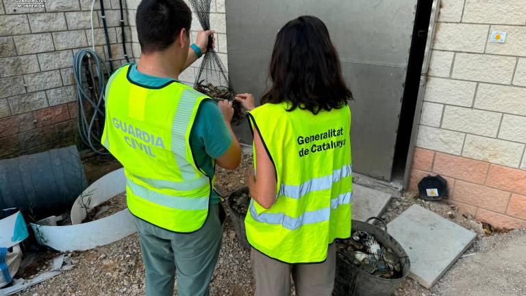 Dado que los cangrejos intervenidos se encontraban en condiciones óptimas, fueron entregados a un centro benéfico en la localidad de L’Aldea. Foto: Cedida