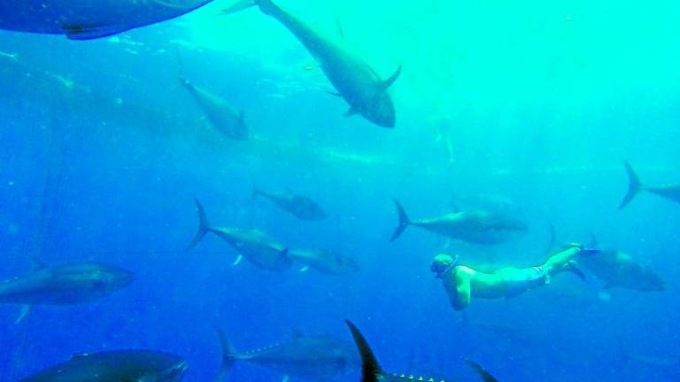 $!Tuna Tour permite bañarse en el mar junto a cientos de atunes. FOTO: NÀUTIC PARC