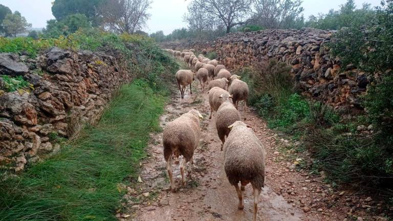 Un rebaño por la Carrerada de Santa Coloma.