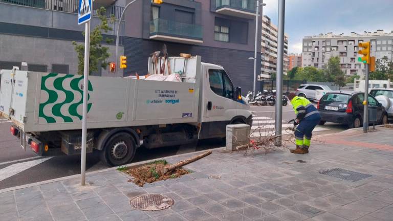 $!Jardineros del Ayuntamiento recogen un árbol caído por el viento. Foto: Tere Puig