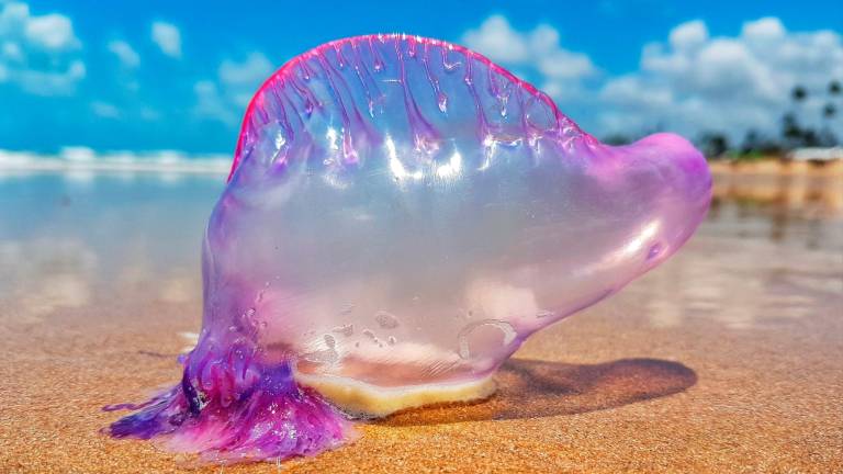 $!Las playas de Tarragona: de las medusas carabela al cocodrilo convertido en pastinaca