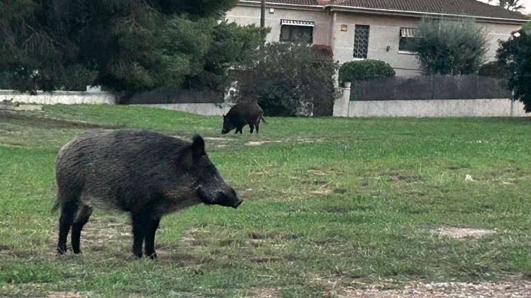 $!Jabalíes en una zona verde de Cunit.