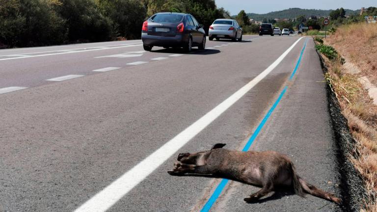 Jabalí muerto en la cuneta de la carretera C-14, en Alcover. Foto: Àngel Juanpere