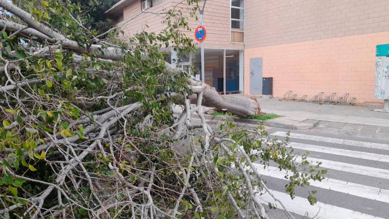 $!Imagen del árbol caído en Segur de Calafell. Foto: Cedida