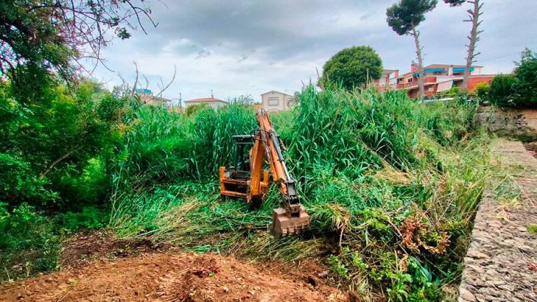 La retirada de cañas en uno de los torrentes de Segur de Calafell.