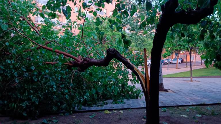 $!Imagen de un árbol afectado por el temporal en Tarragona. Foto: Cedida