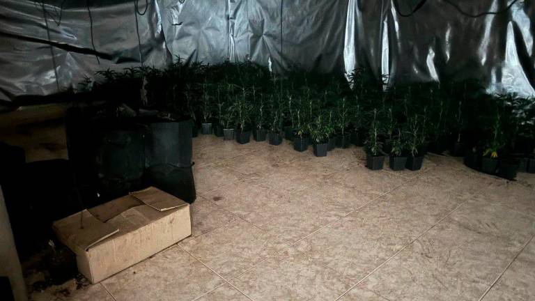 $!Los Mossos d’Esquadra detienen a seis hombres y desmantelan una plantación de marihuana en Reus