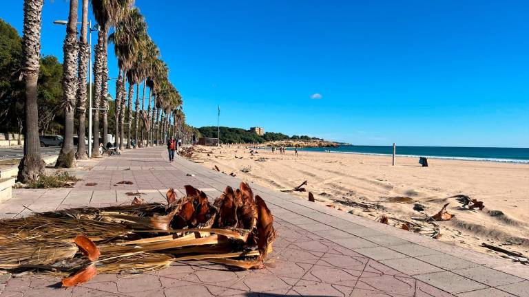 Ramas de palmeras arrancadas en la playa de la Arrabassada. Foto: Carla Pomerol