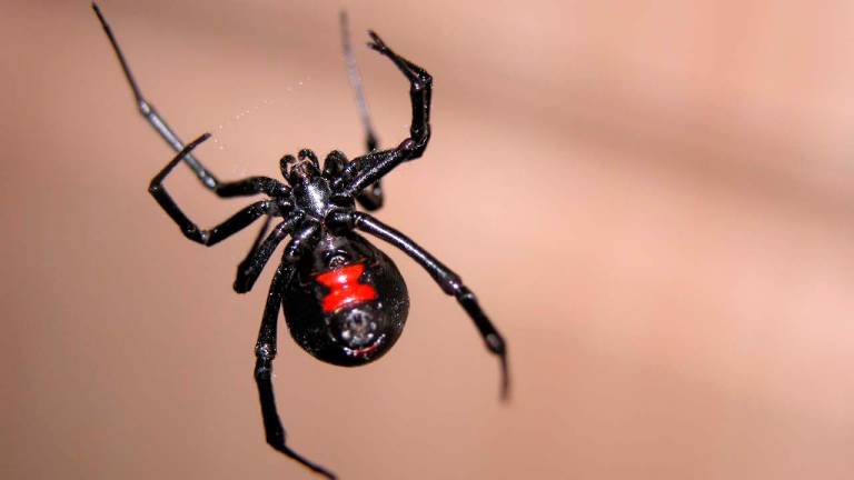 $!Una araña viuda negra. Su picada puede ser letal.