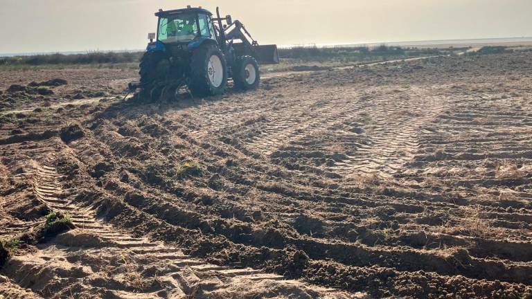 $!Serán necesarias más intervenciones para acabar con esa planta. FOTO: JMB