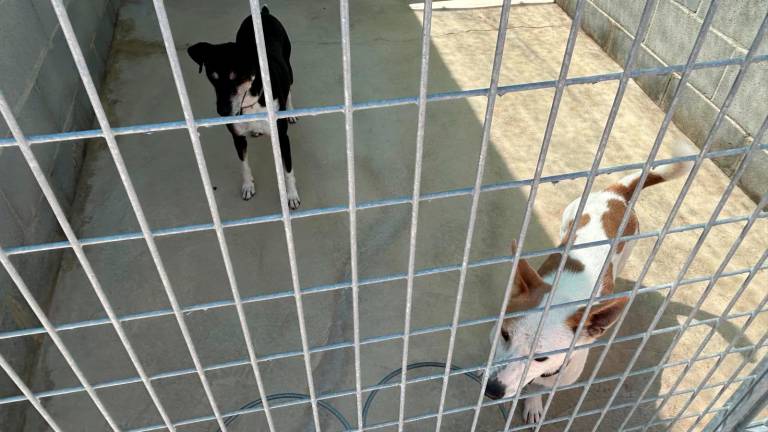 $!35 perros esperan ser adoptados en Calafell. FOTO: CALAFELL RADIO