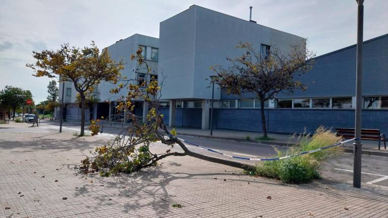 $!El árbol caído delante de la Escola Sant Bernat Calvó. FOTO: M.P.