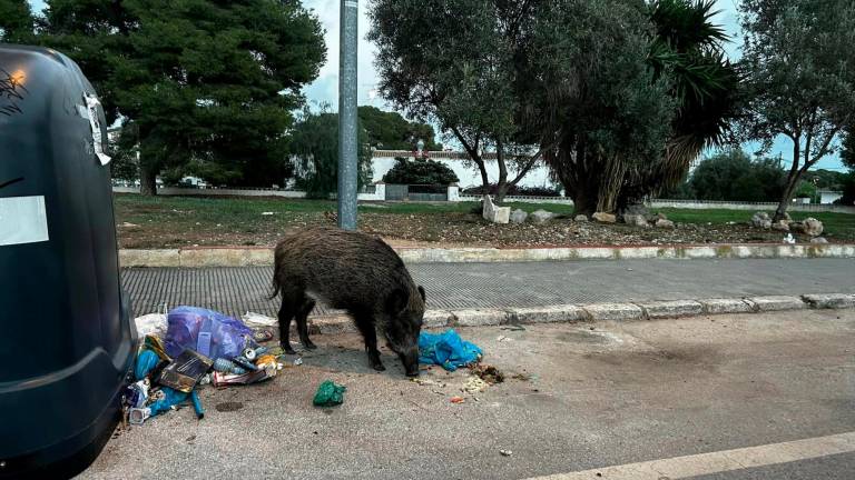 $!Las basuras tiradas en la calle atrae a los jabalíes en busca de comida.