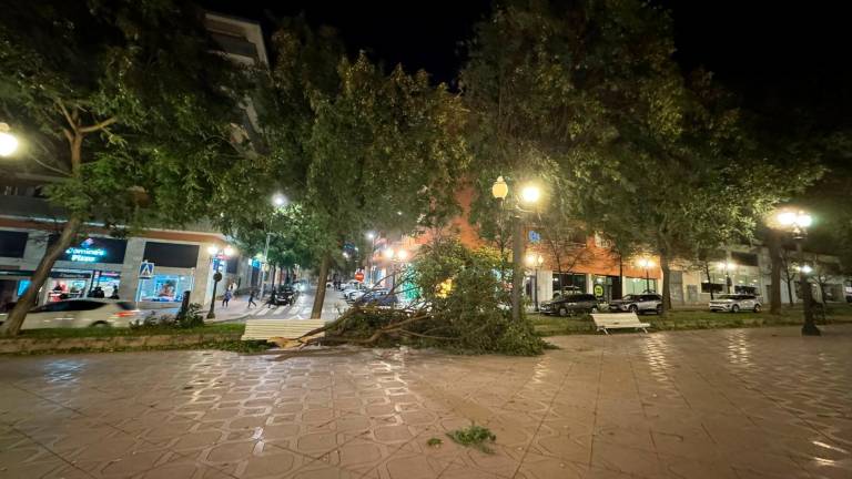 $!muchas ramas de los árboles de la Rambla Nova han sido arrancadas por el vendaval. Foto: C.A.M.