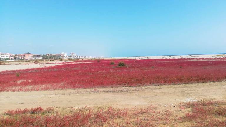 La expansión de la salicornia ha teñido de rojo la playa de Coma-ruga. FOTO: DT