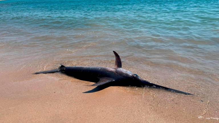 $!Las playas de Tarragona: de las medusas carabela al cocodrilo convertido en pastinaca