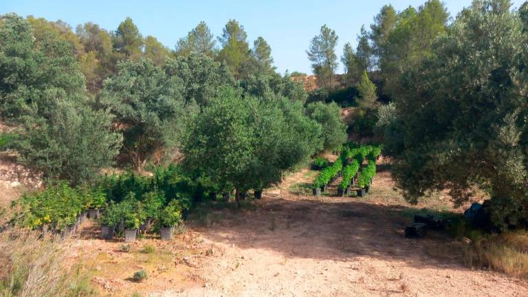 Las plantas de marihuana, entre 1 y 1,50 metros de altura. Foto: Mossos