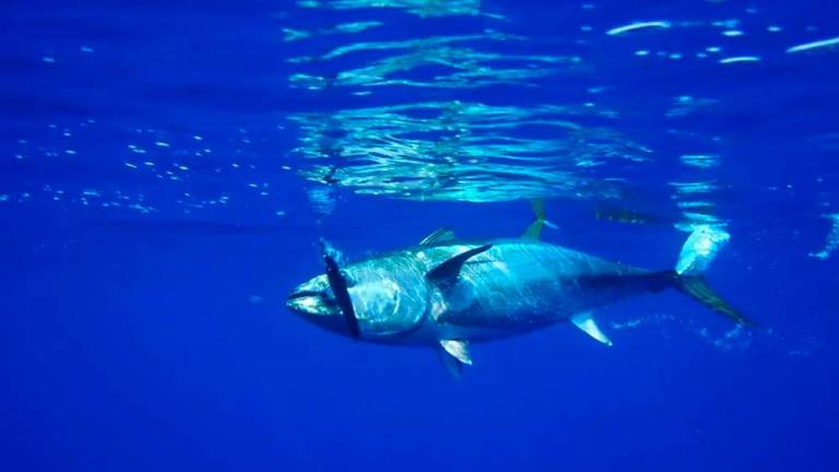 Imagen de archivo de un ejemplar de atún rojo del Pacífico. FOTO: CEDIDA