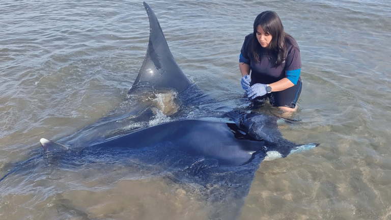 La mantarraya que apareció en Calafell llegó en mayo. Foto: CRAM