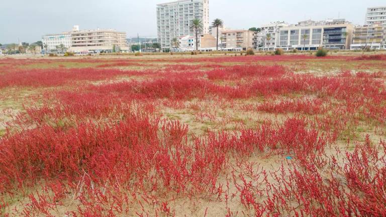 $!El otoño saca los colores a la playa de Coma-ruga