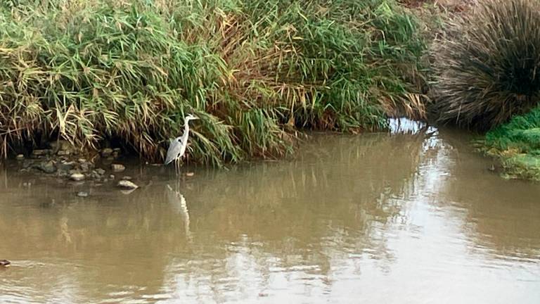 Un ejemplar de garza real en la desembocadira de la riera de La Bisbal en El Vendrell. FOTO: JMB