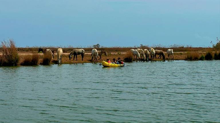 $!En el trayecto podemos encontrar caballos salvajes. Foto: Cedida