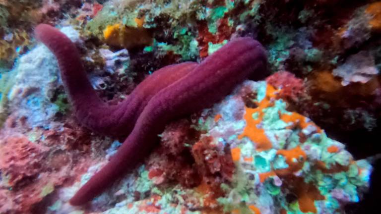 La estrella de mar púrpura observada en L’Ametlla de Mar. Foto: ACN