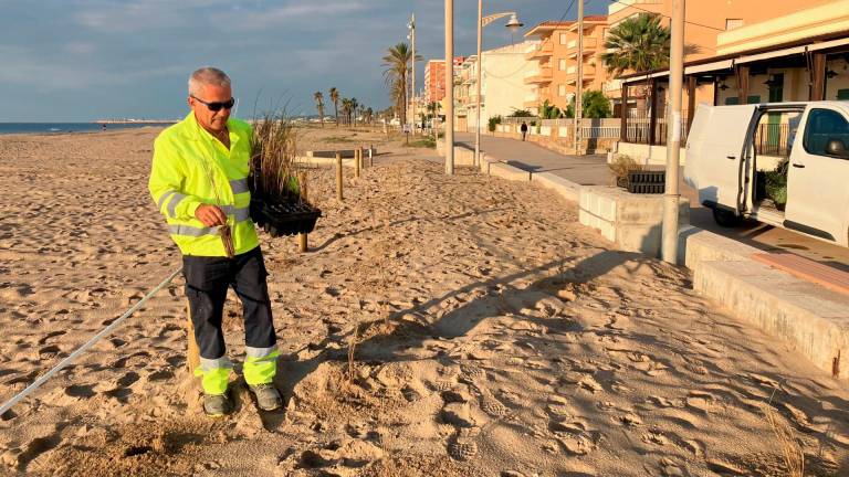 Ha comenzado la plantación de especies para facilitar la creación dunar. FOTO: JMB