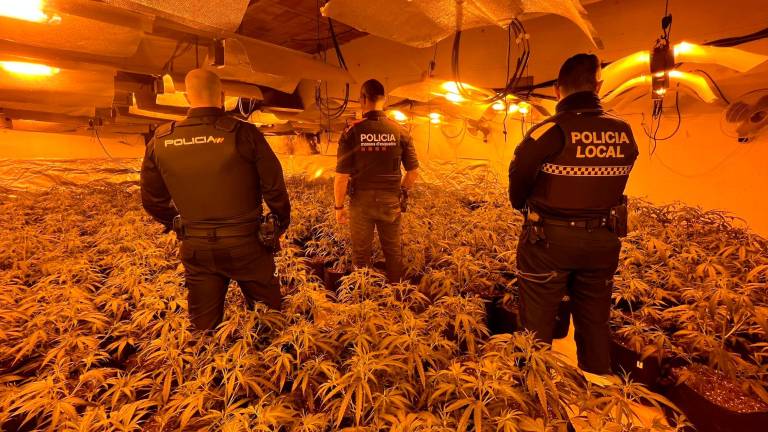 Agentes de la Policía Nacional, Mossos d’Esquadra y Policia Local en una plantación de marihuana en Cambrils. Foto: cedida