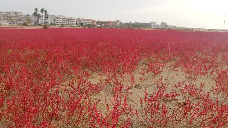 $!El otoño saca los colores a la playa de Coma-ruga