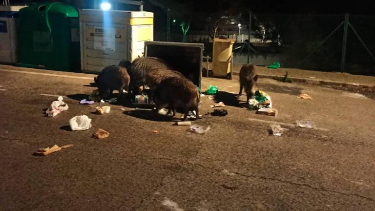 $!¿Hay que matar a los jabalíes para controlar las poblaciones? Defensa Animal propone alternativas