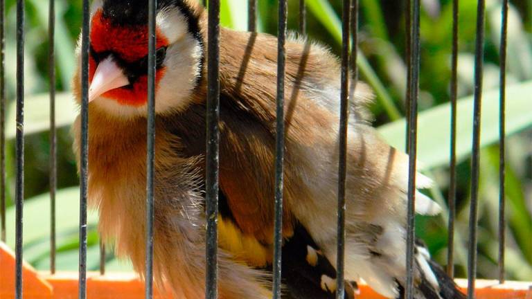 VIDEO: Liberan un centenar de aves protegidas que fueron decomisadas en El Vendrell