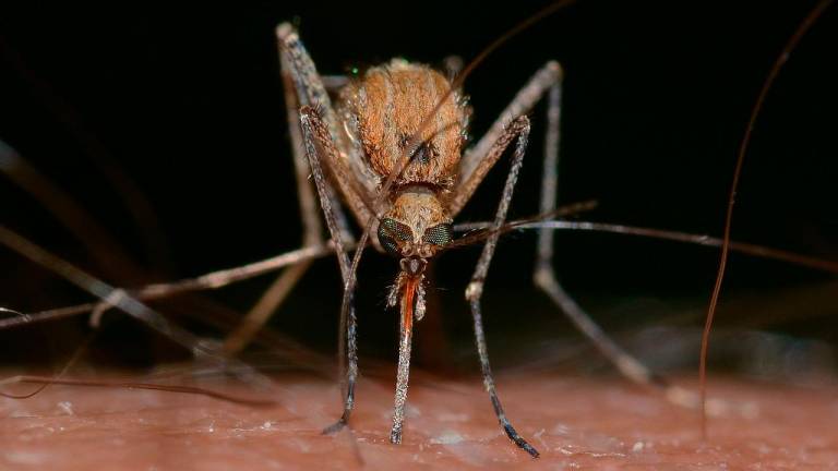 Un mosquito. Foto: Pixabay