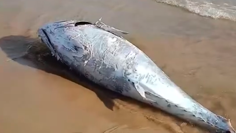 El atún que ha aparecido en la playa. Foto: DT