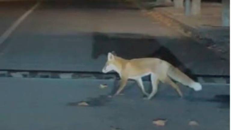 Un zorro en una calle de L’Arboç.