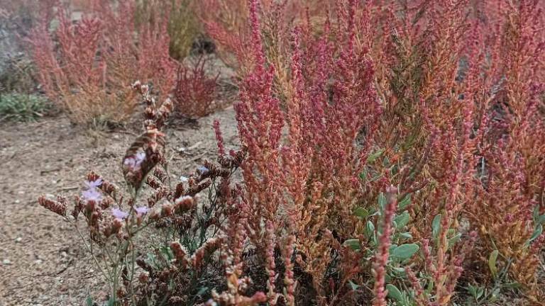 $!La salicornia gana intensidad rojiza a medida que avanza el otoño.