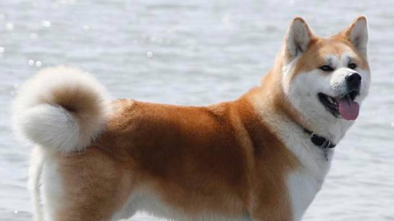 $!Sufre heridas de gravedad al ser atacado por un Akita Inu en Cunit