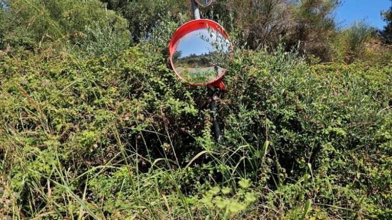 $!El camino trasero de la zona de Les Madrigueres, lleno de garrapatas