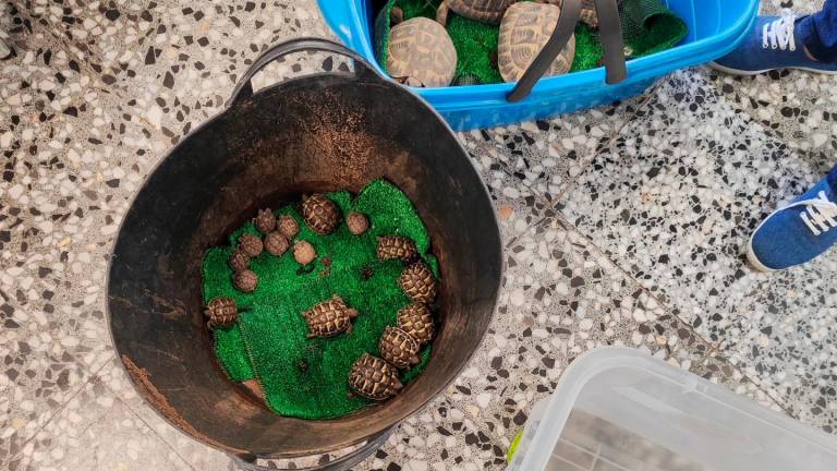 Varios vecinos han llevado al centro decenas de tortugas.