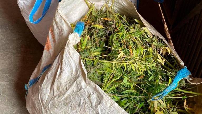 Imagen de la marihuana decomisada. Foto: Mossos d’Esquadra