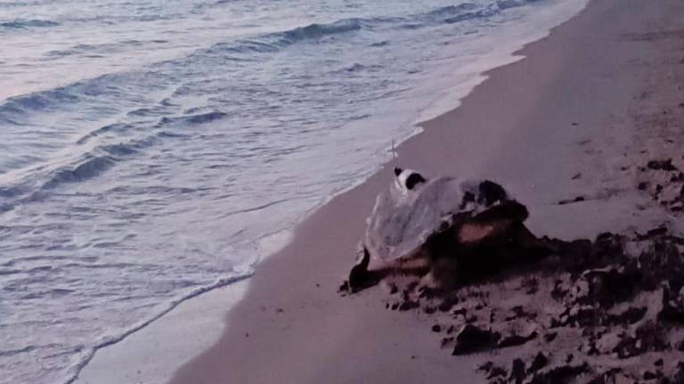 La tortuga en su tercer intento de hacer un nido en la playa de La Pineda. Foto: cedida