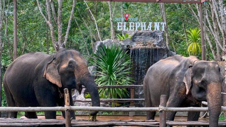 Imagen de dos elefantes del centro Koh Yao Elephant Care. Foto: Koh Yao Elephant Care