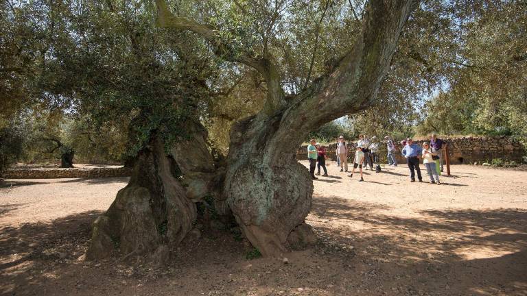 Les oliveres mil·lenàries són un dels atractius turístics i agrícoles de Terres de l’Ebre. Foto: Joan Revillas