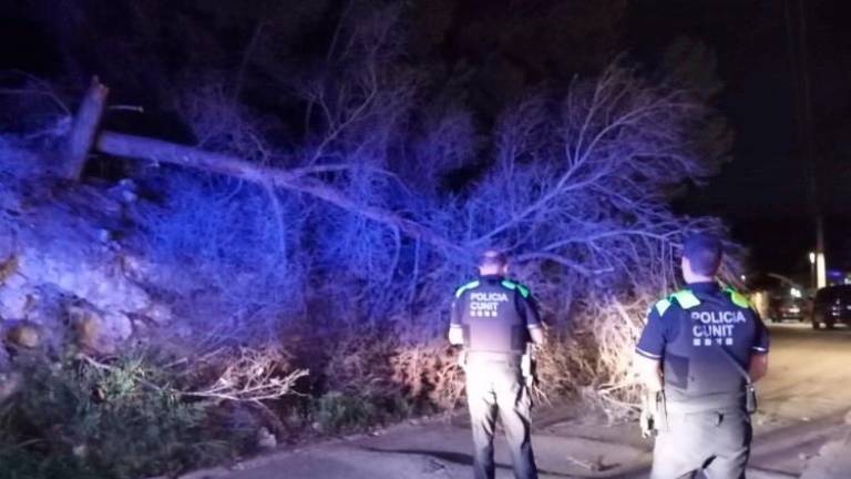 El árbol caído en la noche de este jueves.