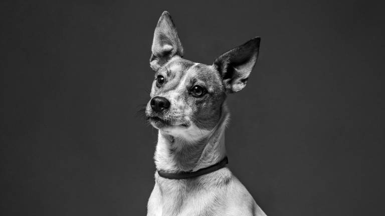 Jack Russell. ‘Canis lupus familiaris’ (Tarragona, 2022). foto: pep escoda