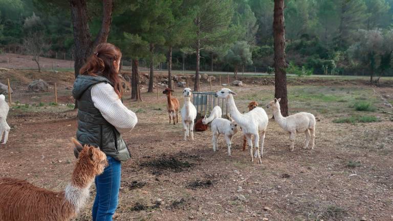 Lucia Pombo amb les seves alpaques en una parcel·la de la finca. Foto: Roser Urgell