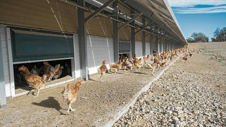 Una de les granges ecològiques que té Ous Roig a la Galera. FOTO: Joan Revillas