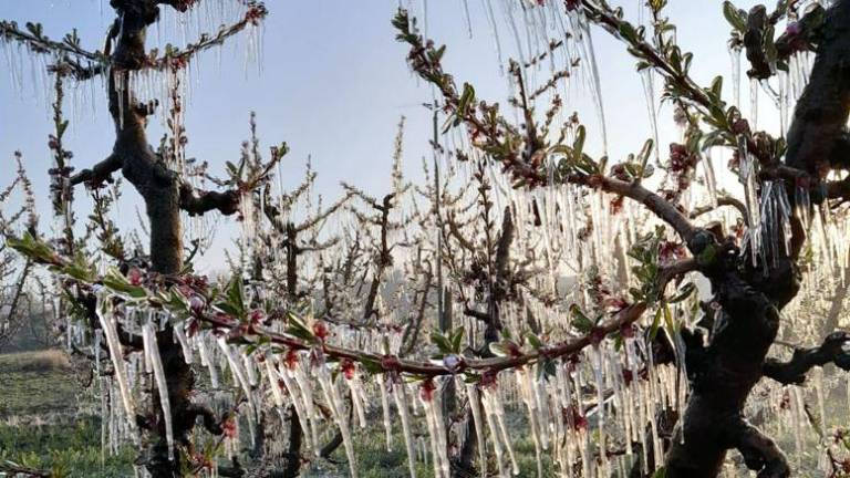 Fruiters al Segrià amb les flors cobertes pel gel. Foto: ACN