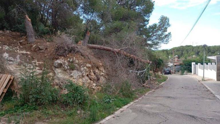 $!Los troncos secos están en riesgo de caer a la calzada.